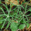 애기우산나물(Syneilesis aconitifolia (Bunge) Maxim.) : 현촌