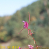 가는잎향유(Elsholtzia angustifolia (Loes.) Kitag.) : 추풍