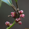 새덕이(Neolitsea aciculata (Blume) Koidz.) : 봄까치꽃