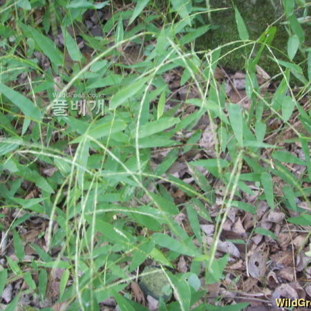 민바랭이새(Microstegium japonicum (Miq.) Koidz.) : 봄까치꽃