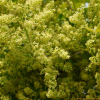 옻나무(Toxicodendron vernicifluum (Stokes) F.A.Barkley) : 산들꽃