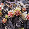 땅채송화(Sedum oryzifolium Makino) : 설뫼*
