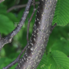 까치박달(Carpinus cordata Blume) : 카르마