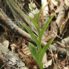 민은난초(Cephalanthera erecta var. oblanceolata N. Pearce & P.J. Cribb.) : 산들꽃