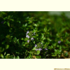 백리향(Thymus quinquecostatus ?elak.) : 여울목