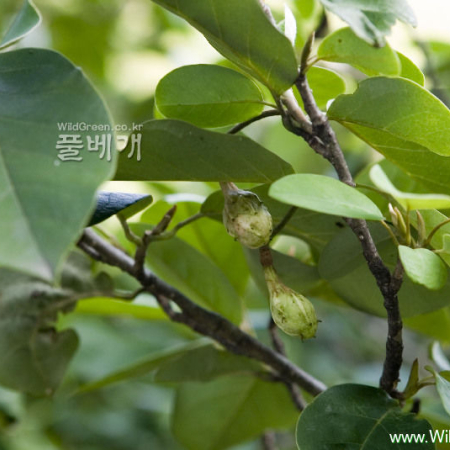 함박꽃나무(Magnolia sieboldii K.Koch) : 카르마