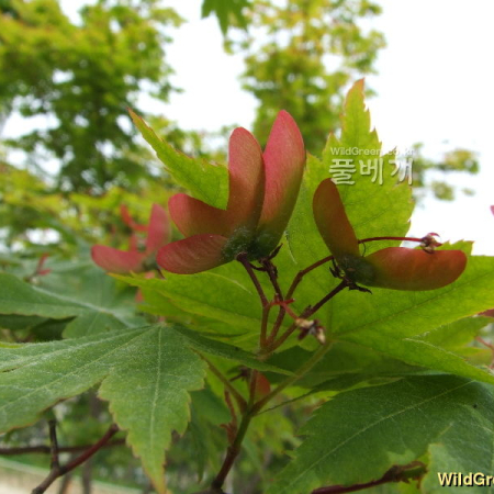 당단풍나무(Acer pseudosieboldianum (Pax) Kom.) : 塞翁之馬