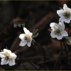 변산바람꽃(Eranthis byunsanensis B.Y.Sun) : 산들꽃