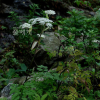 궁궁이(Angelica polymorpha Maxim.) : 벼루