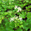 사위질빵(Clematis apiifolia DC.) : habal
