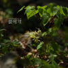 삼지구엽초(Epimedium koreanum Nakai) : 푸른마음