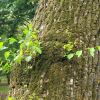 비술나무(Ulmus pumila L.) : 통통배