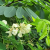 민주엽나무(Gleditsia japonica Miq. f. inarmata Nakai) : 현촌