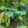 민주엽나무(Gleditsia japonica Miq. f. inarmata Nakai) : 현촌