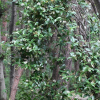 마삭줄(Trachelospermum asiaticum (Siebold & Zucc.) Nakai) : 麥友