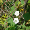 애기나팔꽃(Ipomoea lacunosa L.) : 청암