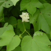 목화(Gossypium indicum Lam.) : 현촌