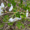 잔털벚나무(Prunus serrulata var. pubescens (Makino) Nakai) : 추풍