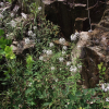 홍도까치수염(Lysimachia pentapetala Bunge) : 설뫼*