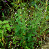 돌바늘꽃(Epilobium amurense subsp. cephalostigma (Haussknecht) C. J. Chen et al) : 현촌