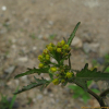 속속이풀(Rorippa palustris (L.) Besser) : 버들피리