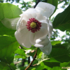 함박꽃나무(Magnolia sieboldii K.Koch) : 필릴리