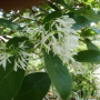 이팝나무 : 봄까치꽃