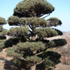 섬잣나무(Pinus parviflora Siebold & Zucc.) : 산들꽃