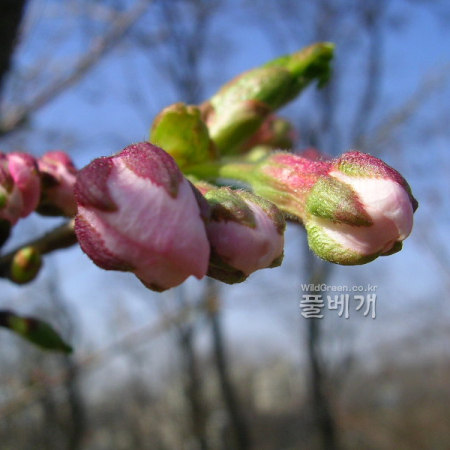 왕벚나무(Prunus yedoensis Matsum.) : 코소하