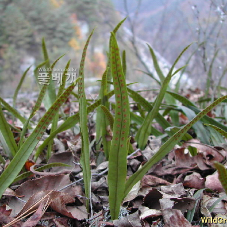 산일엽초(Lepisorus ussuriensis (Regel & Maack) Ching) : 벼루