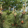 곰솔(Pinus thunbergii Parl.) : nerd