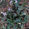 긴잎제비꽃(Viola ovato-oblonga (Miq.) Makino) : 오솔