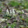 흰투구꽃 : 곰배령