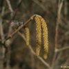 오리나무(Alnus japonica (Thunb.) Steud.) : 여울목