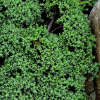 뚝향나무(Juniperus chinensis var. horizontalis Nakai) : 설뫼*