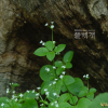 두메갈퀴(Galium paradoxum Maxim.) : 무심거사
