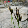 가는잎그늘사초(Carex humilis var. nana (H.Lev. & Vaniot) Ohwi) : 고들빼기