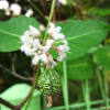 박주가리(Metaplexis japonica (Thunb.) Makino) : 산들꽃