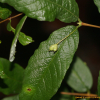 흰괴불나무(Lonicera tatarinowii Maxim.) : 무심거사