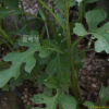 북분취(Saussurea mongolica (Franch.) Franch.) : 무심거사