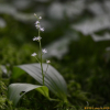 세잎솜대(Maianthemum trifolium (L.) Sloboda) : 통통배