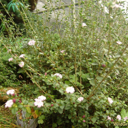 백정화(Serissa japonica (Thunb.) Thunb.) : 꽃천사