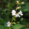 쥐깨풀(Mosla dianthera (Buch.-Ham. ex Roxb.) Maxim.) : 청암