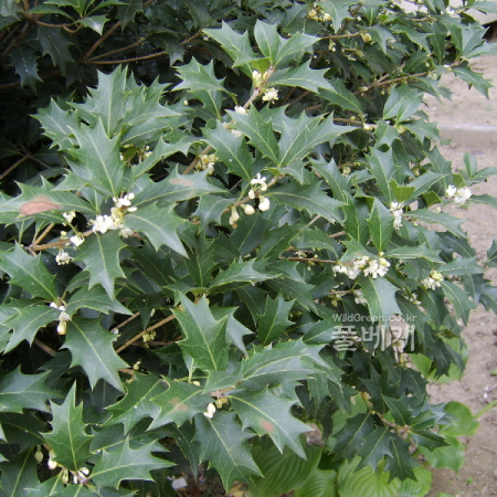 구골나무(Osmanthus heterophyllus (G.Don) P.S.Green) : 塞翁之馬