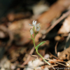 꼬마은난초(Cephalanthera subaphylla Miyabe & Kud?) : 산들꽃