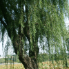 능수버들(Salix pseudolasiogyne H.Lev.) : 산들꽃