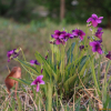 제비꽃(Viola mandshurica W.Becker) : 둥근바위솔