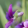 제비꽃(Viola mandshurica W.Becker) : 둥근바위솔