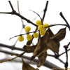 꼬리겨우살이(Loranthus tanakae Franch. & Sav.) : kplant1
