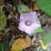 별나팔꽃(Ipomoea triloba L.) : 꽃사랑